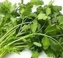 Cilantro