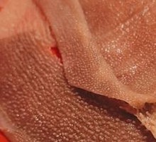 Wu Family Crisp Tripe