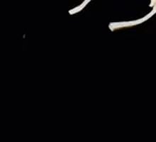 Tofu Skin with Bean Sprouts