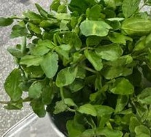 Watercress