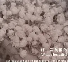 A Beautiful Jasmine Flower