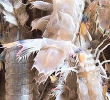 Salt and Pepper Prawn