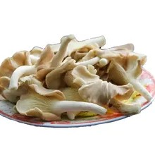 Enoki Mushroom