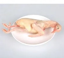 Ecological Pigeon