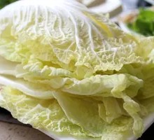 Napa cabbage