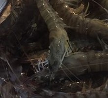 Giant Tiger Prawn