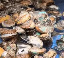 Fresh Live-Caught Abalone