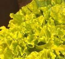 Lettuce