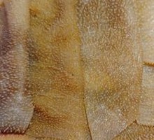 Fresh Duck Intestines