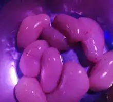 Chicken Kidneys
