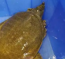 Special Softshell Turtle Dish