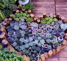 Creative Handheld Cactus