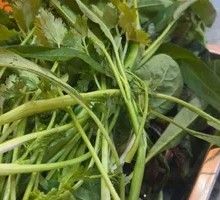 Purple Back Wild Vegetable