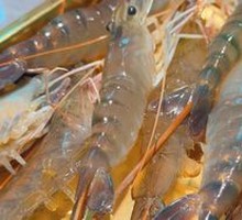 Fresh Macrobrachium rosenbergii