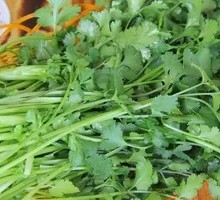 Cilantro