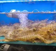 Fresh Prawns (Unlimited)