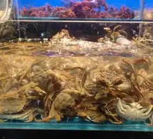 Fresh Live Crab (Unlimited)