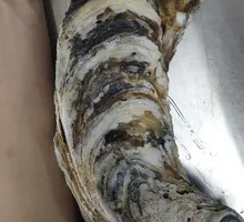 Large Oyster