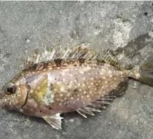 Mud Puffer