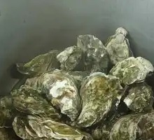 Pressure Cooked Oysters