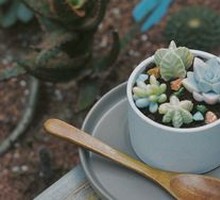 Cactus Garden Dish