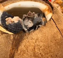 Whole Coconut Stewed Bamboo Chicken