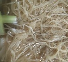 Bamboo Steam Noodles