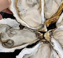 Hengqin Oyster