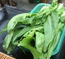 Oilseed lettuce