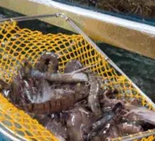 Fresh Banana Shrimp