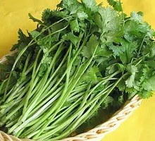 Cilantro