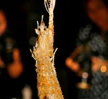 Bafengtang Mudskipper Shrimp