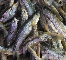 Mountain Stream Fish