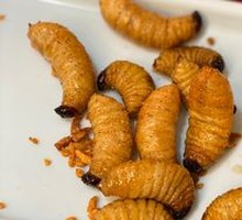 Salt and Pepper Pumpkin Worm