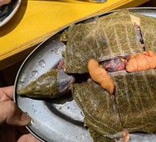 Softshell Turtle
