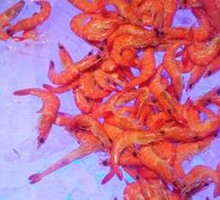 Frozen Shrimp