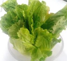 Chao Shan Spring Vegetable