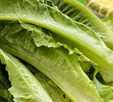 Oilseed lettuce