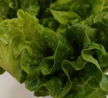 Lettuce