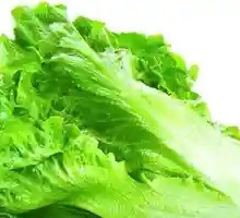 Lettuce