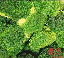 Broccoli