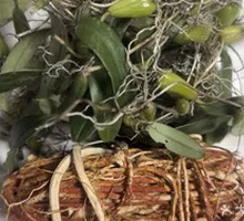 Five-Finger Milk Vetch and Stone Olive Assortment
