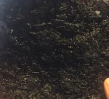 Nori