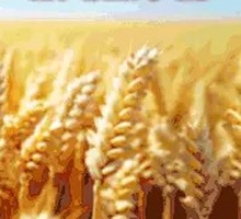 Sour Soup Noodles with Meat Sauce