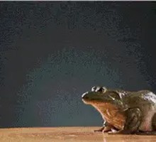 Fresh Live-Caught Frog