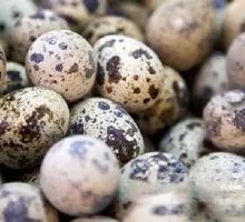 Quail Egg