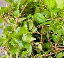 Guangxi Wild Vegetables