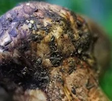 Songshu Mushroom