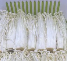 Enoki Mushroom