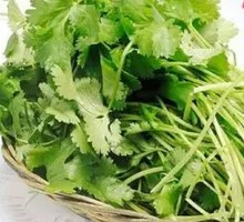 Cilantro